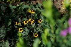 some yellow and purple flowers are in the middle of green plants with purple flowers behind them