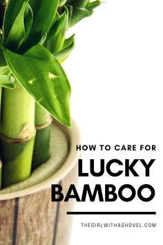 lucky bamboo in a pot with text overlay that reads how to care for lucky bamboo