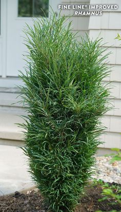 a tall green bush sitting in the middle of a flower bed next to a house