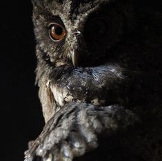 an owl is sitting in the dark with its eyes wide open