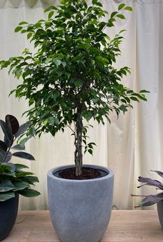 Braided Ficus Benjamina Tree Ficus Danielle, Benjamina Ficus, Ficus Plant, Weeping Fig, Ficus Benjamina, Ficus Lyrata, Organic Soil, Fiddle Leaf, Fiddle Leaf Fig