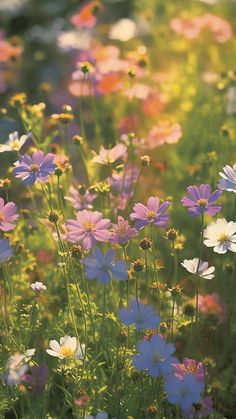 colorful wildflowers are growing in the sunlit field with green grass and flowers