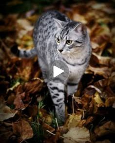 a cat is walking through the leaves on the ground