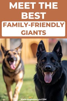 two dogs running in the grass with text overlay that says meet the best family - friendly giants