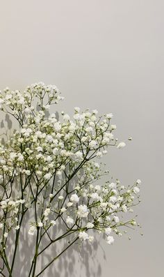 white flowers are arranged in a vase against a gray wall