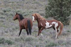 two brown and white horses are standing in the grass near some trees with purple flowers