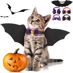 a cat wearing a purple bow tie with bats around it and a jack - o'- lantern