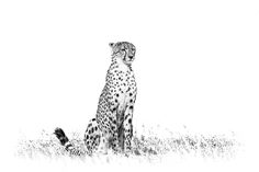 a black and white photo of a cheetah sitting in the grass looking off into the distance