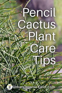 a close up of a plant with the words pencil cactus plant care tips on it