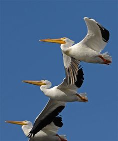 three pelicans are flying in the sky together