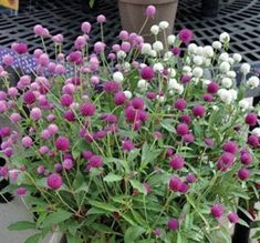 purple and white flowers are growing in a pot