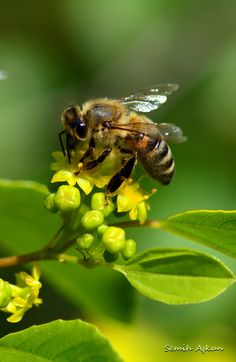 a bee sitting on top of a green leaf next to some yellow and white flowers