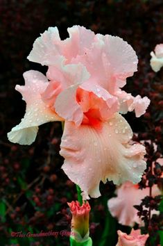 pink and white flower with water droplets on it's petals in front of some bushes