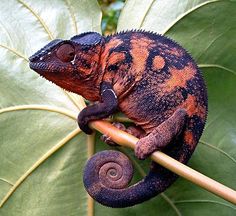 a small chamelon sitting on top of a green leafy branch with a spiral shaped tail