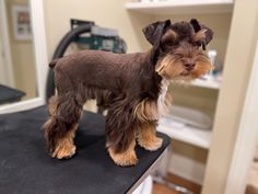 a small brown and black dog standing on top of a hair salon table in front of a mirror