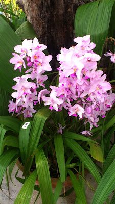 some pink flowers are in a pot on the ground next to a tree and green leaves