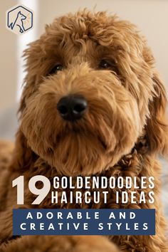 a brown dog sitting on top of a bed next to a white wall with the words goldendoodles haircut ideas