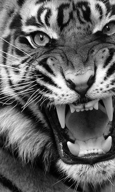 a black and white photo of a tiger with its mouth open