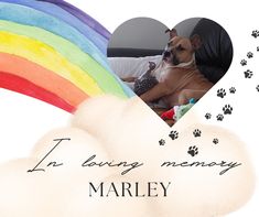 a dog sitting on top of a couch next to a rainbow and paw prints in the shape of a heart