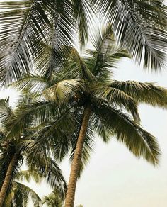 two tall palm trees standing next to each other