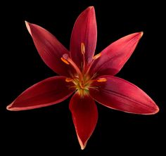 a red flower is shown on a black background