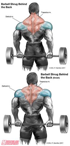 the back view of a man's muscles, showing how to use dumbbells