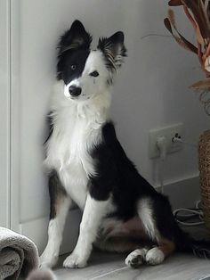 a black and white dog sitting on the floor next to a window sill with flowers