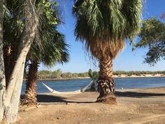 hammock between two palm trees by the water