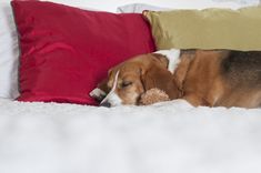 a dog laying on top of a bed next to a red pillow and some pillows