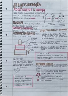 a page in a notebook with information about food chains and baby items written on it