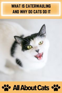 a black and white cat has its mouth open with the caption what is caterwalking and why do cats do it?