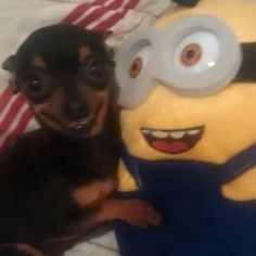 a black and brown dog sitting next to a large stuffed toy with a minion on it's back