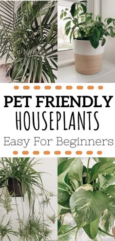 four different houseplants with text overlay that reads, pet friendly houseplants easy for beginners