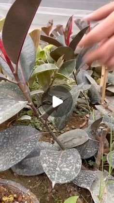 someone is picking up leaves from a plant in the ground with their hands and fingers