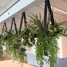 some plants hanging from the ceiling in an office