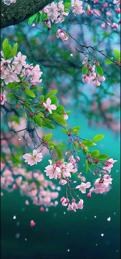 pink flowers are blooming on the branch of a tree in front of a body of water