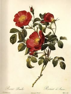 an illustration of red roses with green leaves on a white background, from the natural history of flowers