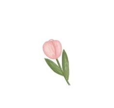 a pink tulip with green leaves on a white background