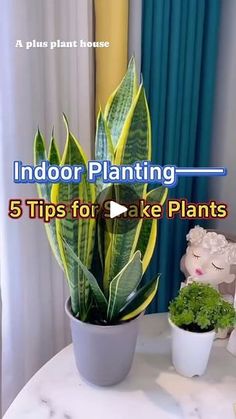 indoor planting 5 tips for fake plants