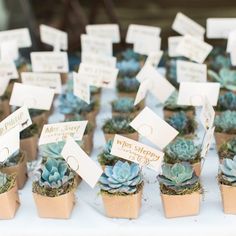 Set of 3 | Assorted Fake Succulents in Pot | 8 Assorted Spiky Crassula Artificial Plants with Pots#whtbkgd Honey Wedding Favors, Wedding Favor Gift Tags, Frugal Wedding, Succulent Wedding Favors, Creative Wedding Favors, Inexpensive Wedding Favors, Wedding Favors And Gifts, Deco Champetre, Elegant Wedding Favors