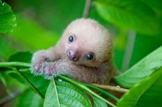 a baby sloth hanging from a tree branch with its paw on the green leaves