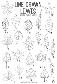 the different types of leaves that you can draw