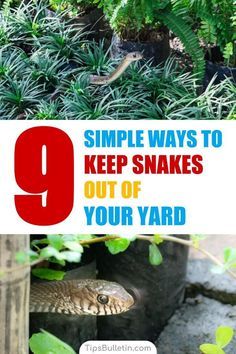 a snake in the bushes with text that reads 9 simple ways to keep snakes out of your yard