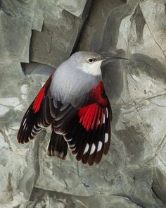 a red and white bird is flying over some rocks