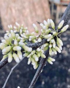 some white flowers on a tree branch