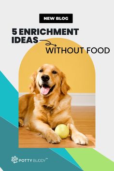 a golden retriever laying on the floor with a tennis ball in its mouth and text reading 5 enrichment ideas without food