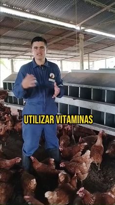 a man standing in front of a bunch of chickens with the caption utilizar vitamins