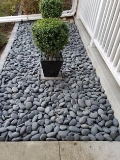 a small potted plant sitting on top of a gravel path next to a white fence