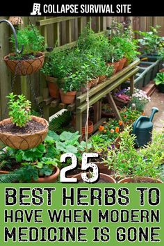 the 25 best herbs to have when modern medicine is gone - collage survival site