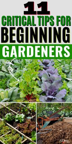 several different types of gardening plants with the title 11 practical tips for beginning gardeners